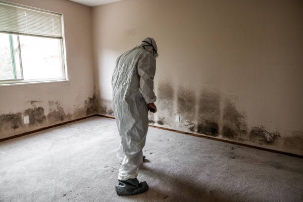 Best Emergency Mold Removal  in Pemberwick, CT