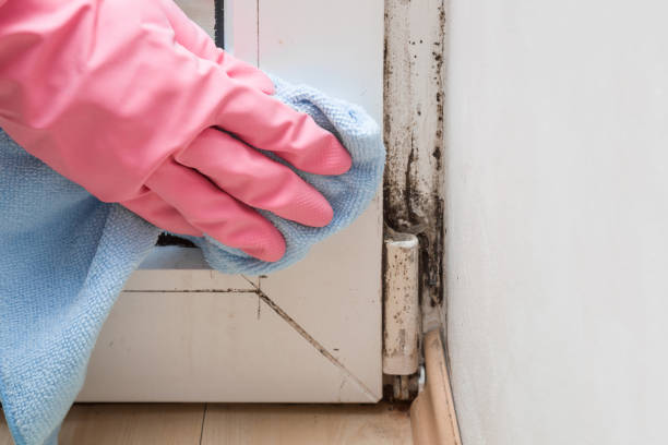 Best Black Mold Removal  in Pemberwick, CT